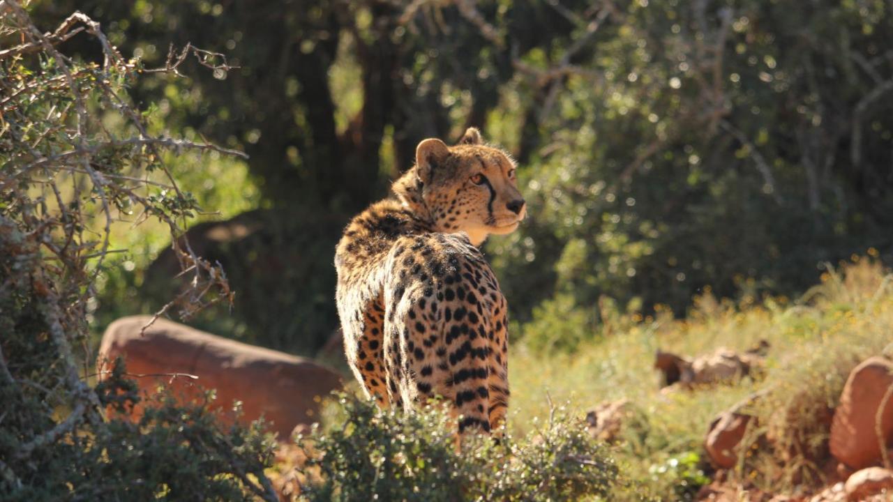 Mount Camdeboo Private Game Reserve By Newmark Graaff Reinet Exterior photo